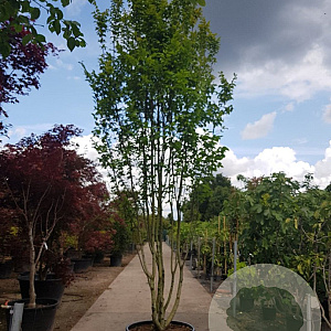 Carpinus bet. 'Lucas' 450-500 cm container paraplu