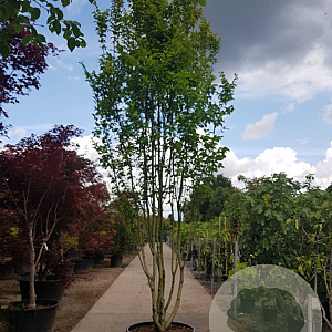 Carpinus bet. 'Lucas' 450-500 cm container paraplu