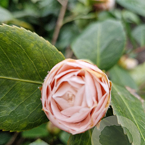 Camellia j. 'Debutante' 120-140 cm 35L