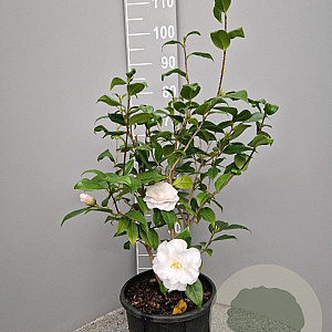 Camellia j. 'Hagoromo' 40-60 cm 10L