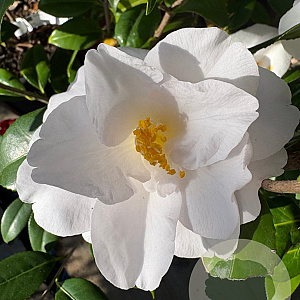Camellia j. 'Hagoromo' 40-60 cm 10L