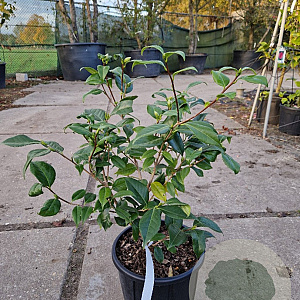 Camellia j. 'Hagoromo' 40-60 cm 10L