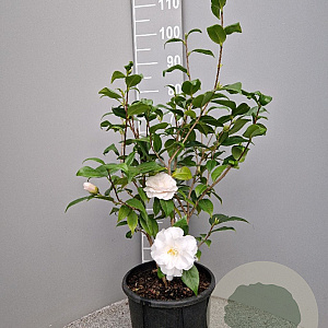 Camellia j. 'Hagoromo' 40-60 cm 10L