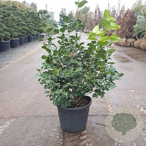 Camellia j. 'Jupiter' 80-100 cm 30L
