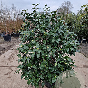 Camellia j. 'Jupiter' 80-100 cm 30L