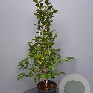 Camellia j. 'Mrs Charles Cobb' 100-125 cm 15L