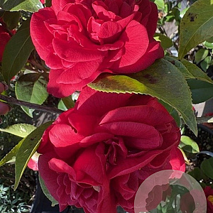 Camellia j. 'Mrs Charles Cobb' 125-150 cm 15L