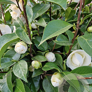 Camellia j. 'Miss Lyla' 100-120 cm container  50 cm stam