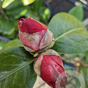Camellia japonica 125-150 cm 15L