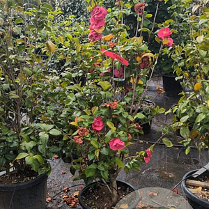 Camellia japonica 125-150 cm container 