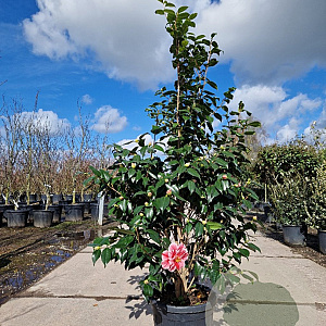 Camellia japonica 125-150 cm container 