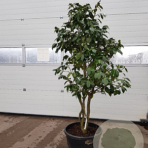 Camellia japonica 150-175 cm container meerstammig extra