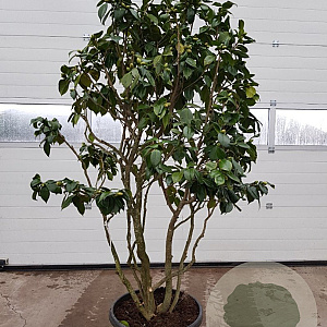Camellia japonica 150-175 cm container meerstammig extra