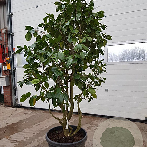 Camellia japonica 150-175 cm container meerstammig extra