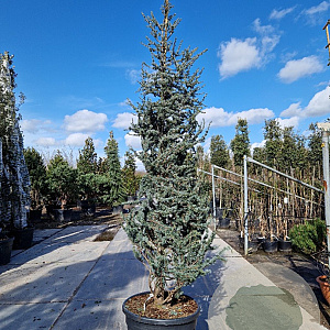 Cedrus atl. 'Glauca' 250-300 cm cont. 130L
