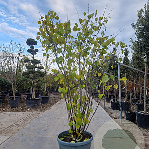 Cercis canadensis 200-250 cm container meerstammig extra