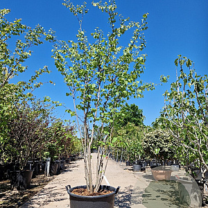 Cercis canadensis 250-300 cm container meerstammig
