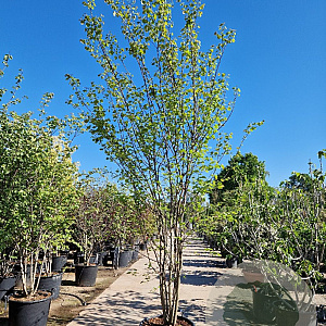Cercis canadensis 300-350 cm container meerstammig