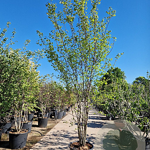 Cercis canadensis 300-350 cm container meerstammig