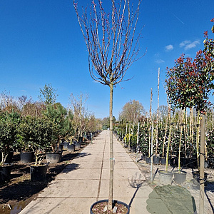 Cercis can. 'Forest Pansy' 180 cm stam container 14-16