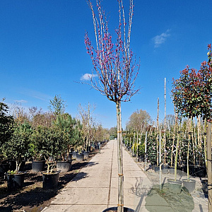 Cercis can. 'Forest Pansy' 180 cm stam container 16-18 leiboom