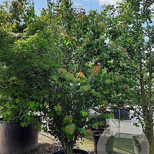 Cercidiphyllum japonicum 300-350 cm container meerstammig