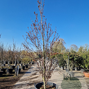 Cercidiphyllum j. 'Rotfuchs' 300-350 cm cont. 160L