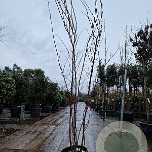 Cercis siliquastrum 200-250 cm cont. 285L meerstammig