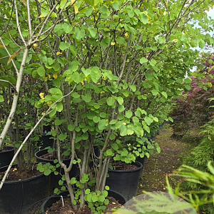 Cercis siliquastrum 300-350 cm container meerstammig