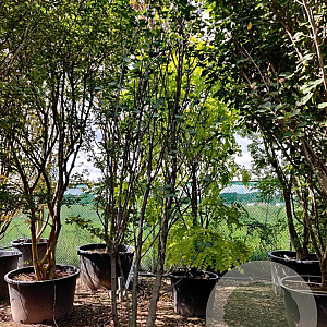 Cercis siliquastrum 350-400 cm container meerstammig