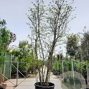Cercis siliquastrum 400-450 cm container meerstammig