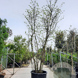 Cercis siliquastrum 400-450 cm container meerstammig