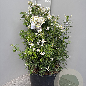 Choisya t. White Dazzler 60-80 cm 20L
