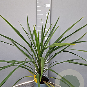 Cordyline australis 80 cm P17