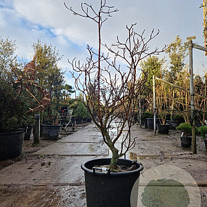 Cornus controversa 'Variegata' 100-125 cm 35L