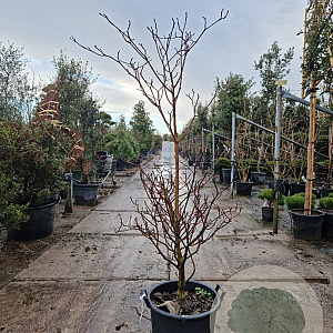 Cornus controversa 'Variegata' 150-175 cm 35L