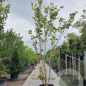 Cornus kousa 350-400 cm cont. 160L meerstammig