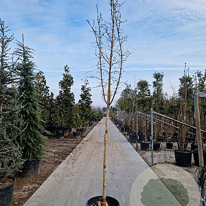Cornus mas 150 cm stam container 10-12 leiboom