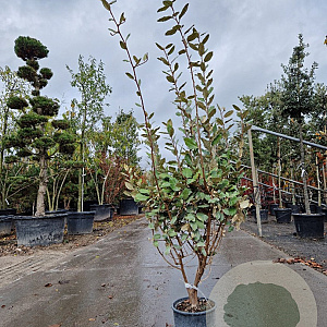 Elaeagnus ebbingei 100-125 cm 18L