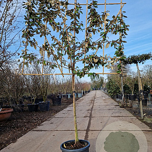 Elaeagnus ebbingei 100 cm stam container 8-10