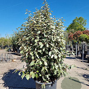Elaeagnus ebbingei 125-150 cm 50L
