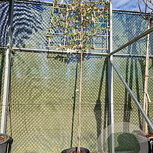 Elaeagnus ebbingei 180 cm stam container 4-6
