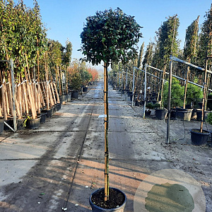 Elaeagnus ebb. 'Compacta' 140 cm stam container 60-80 bol