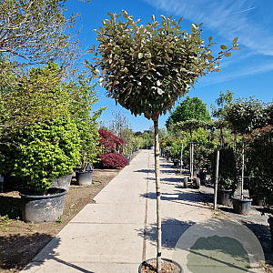 Elaeagnus ebb. 'Compacta' 150 cm stam 35L 10-12