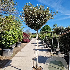 Elaeagnus ebb. 'Compacta' 150 cm stam 35L 10-12