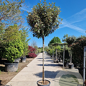 Elaeagnus ebb. 'Compacta' 150 cm stam 35L 8-10