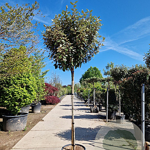 Elaeagnus ebb. 'Compacta' 150 cm stam 35L 8-10