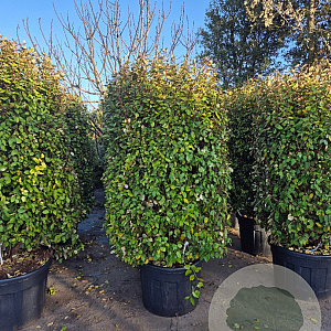 Elaeagnus ebb. 'Compacta' 175-200 cm cont. 150L