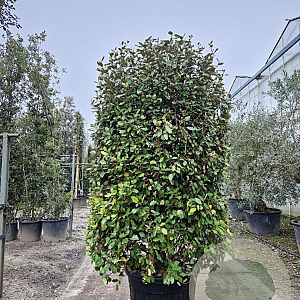 Elaeagnus ebb. 'Compacta' 175-200 cm cont. 150L