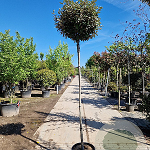 Elaeagnus ebb. 'Compacta' 200 cm 30L 10-12